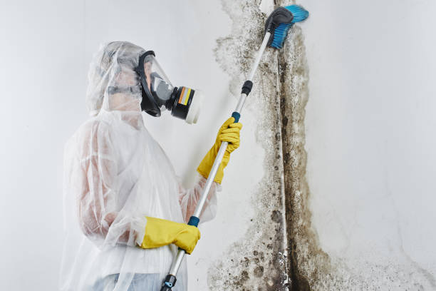 Best Attic Mold Removal  in , MD
